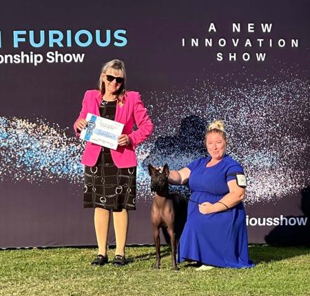 Xoloitzcuintle (Standard) for sale by ASHENFALL