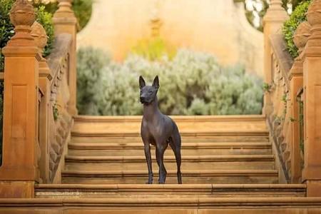 Xoloitzcuintle (Standard) for sale by CHLOEJOL
