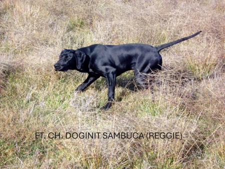 German Shorthaired Pointer for sale by AVEMCANIS