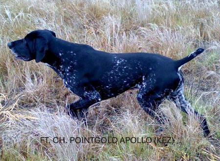 German Shorthaired Pointer for sale by AVEMCANIS