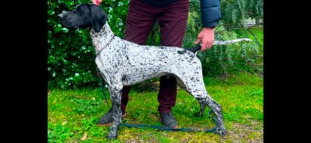 German Shorthaired Pointer for sale by AVEMCANIS
