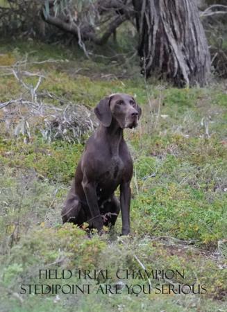German Shorthaired Pointer for sale by AVEMCANIS