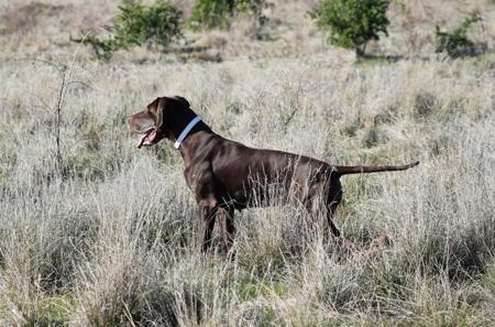 German Shorthaired Pointer for sale by AVEMCANIS