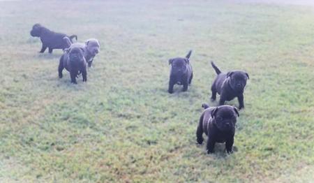 Staffordshire Bull Terrier for sale by JENOSIS