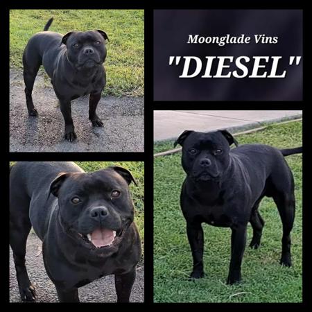 Staffordshire Bull Terrier for sale by JENOSIS