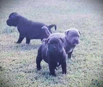 Staffordshire Bull Terrier for sale by JENOSIS