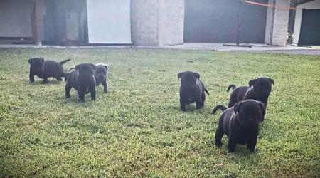 Staffordshire Bull Terrier for sale by JENOSIS