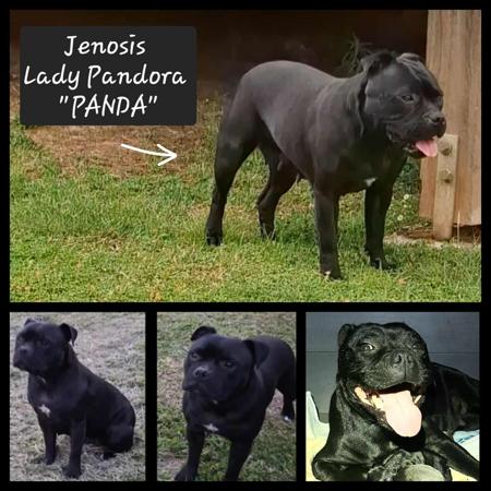 Staffordshire Bull Terrier for sale by JENOSIS
