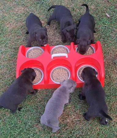 Staffordshire Bull Terrier for sale by JENOSIS