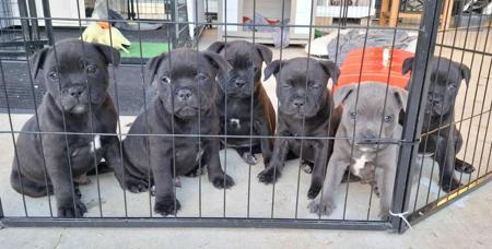 Staffordshire Bull Terrier for sale by JENOSIS