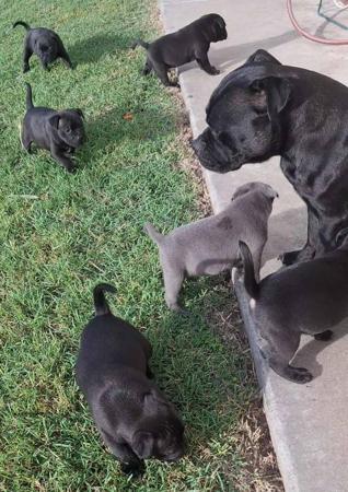 Staffordshire Bull Terrier for sale by JENOSIS