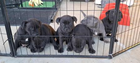 Staffordshire Bull Terrier for sale by JENOSIS