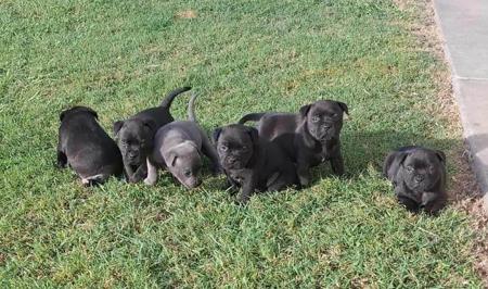 Staffordshire Bull Terrier for sale by JENOSIS