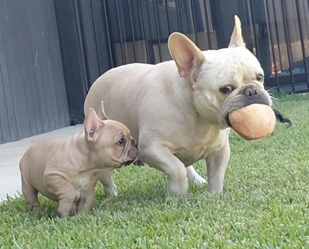 French Bulldog for sale by BKMBULLZ