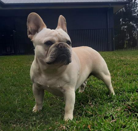 French Bulldog for sale by BKMBULLZ