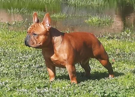 French Bulldog for sale by BKMBULLZ