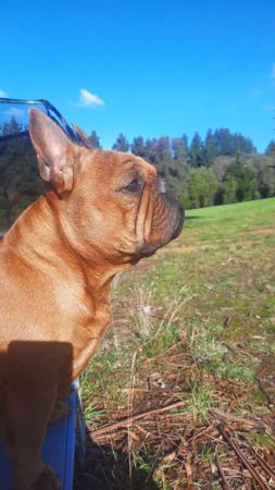 French Bulldog for sale by BKMBULLZ