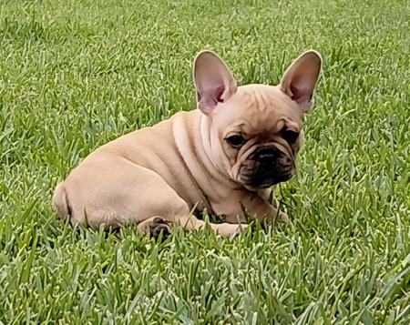 French Bulldog for sale by BKMBULLZ