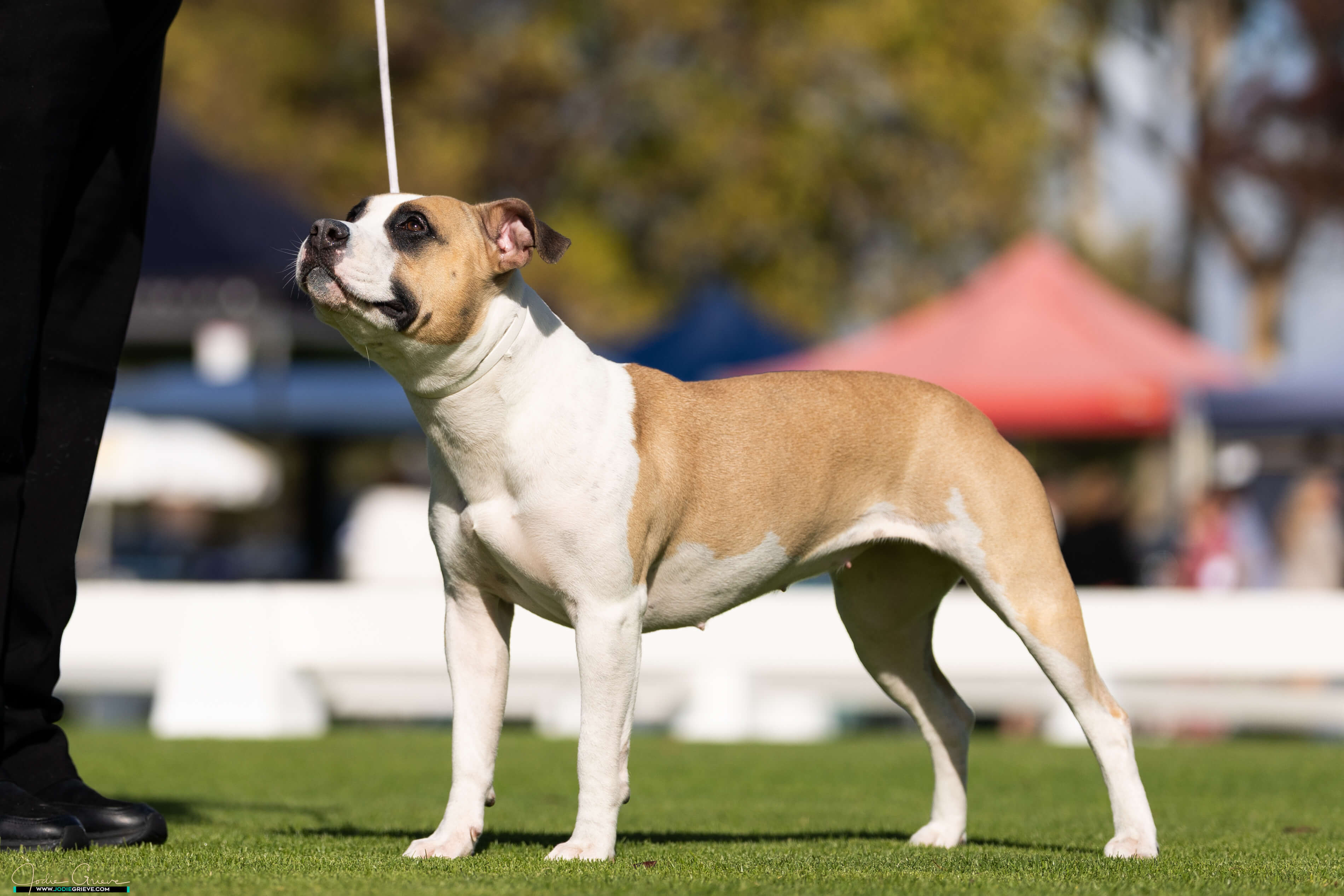 Click to view more details