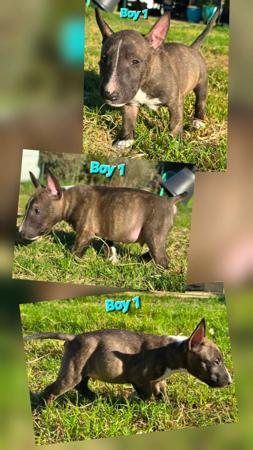 Bull Terrier (Miniature) puppy for sale by HOOTENHOWL