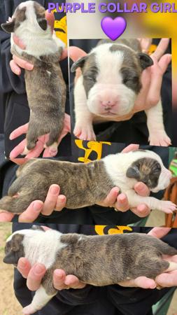 American Staffordshire Terrier puppy for sale by HOOTENHOWL