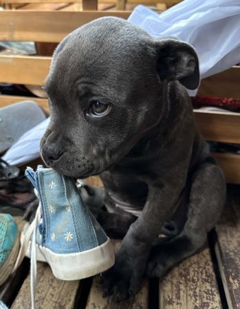 Staffordshire Bull Terrier for sale by FAIRWAYBLUES
