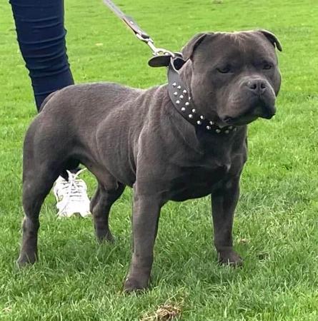 Staffordshire Bull Terrier for sale by FAIRWAYBLUES