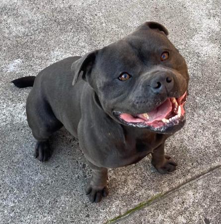 Staffordshire Bull Terrier for sale by FAIRWAYBLUES