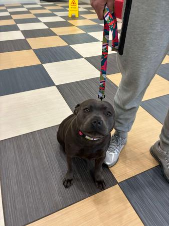 Staffordshire Bull Terrier for sale by FAIRWAYBLUES