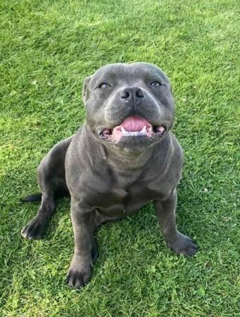 Staffordshire Bull Terrier puppy for sale by FAIRWAYBLUES