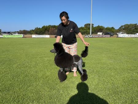 Poodle (Standard) for sale by DAYTOY