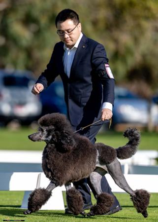 Poodle (Standard) for sale by DAYTOY