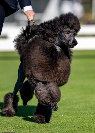 Poodle (Standard) for sale by DAYTOY