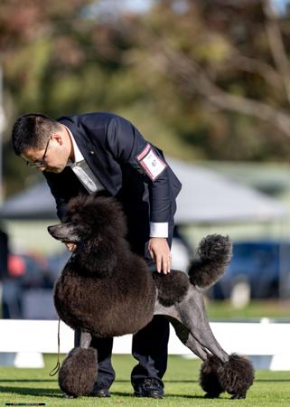 Poodle (Standard) for sale by DAYTOY