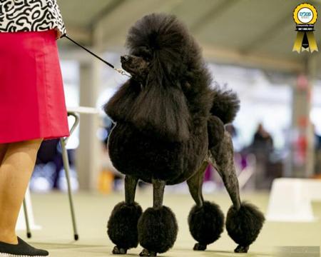 Poodle (Standard) puppy for sale by DAYTOY