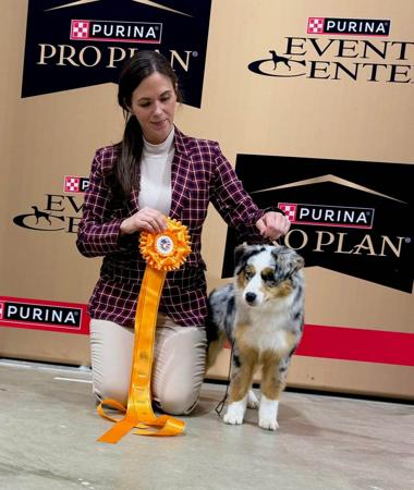 Miniature American Shepherd for sale by DAYTOY