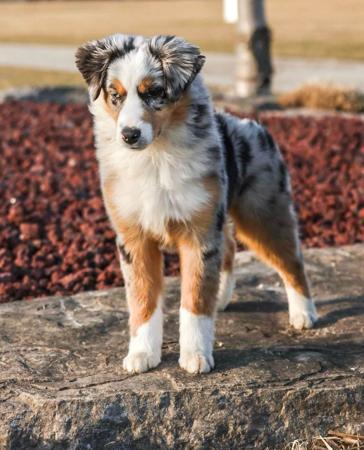 Miniature American Shepherd for sale by DAYTOY