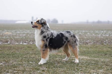Miniature American Shepherd for sale by DAYTOY