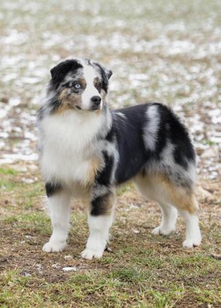 Miniature American Shepherd for sale by DAYTOY