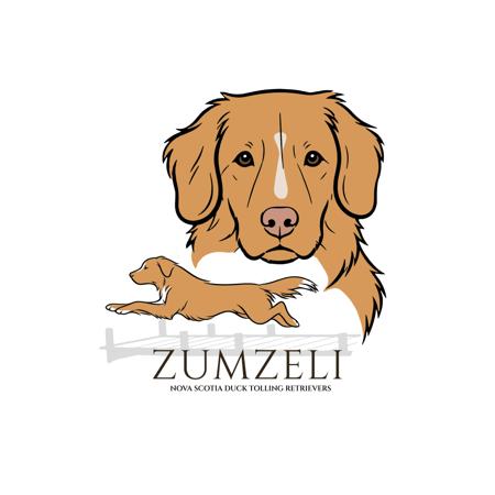 Nova Scotia Duck Tolling Retriever for sale by ZUMZELI