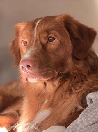 Nova Scotia Duck Tolling Retriever for sale by ZUMZELI