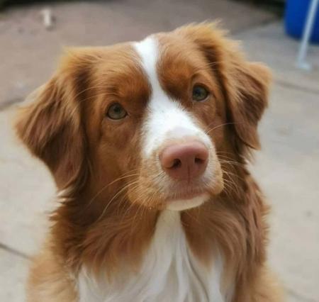 Nova Scotia Duck Tolling Retriever for sale by ZUMZELI