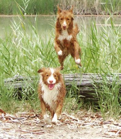 Nova Scotia Duck Tolling Retriever for sale by ZUMZELI