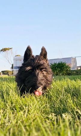 Scottish Terrier for sale by WEEHIGHLANDR
