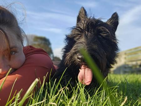 Scottish Terrier for sale by WEEHIGHLANDR