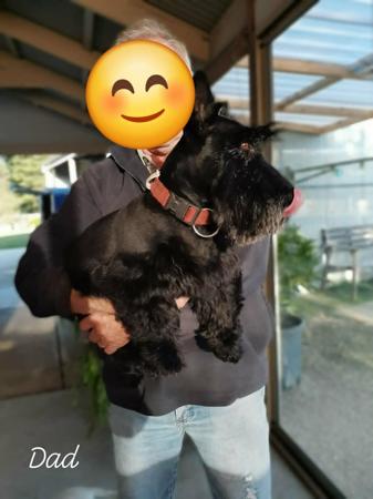 Scottish Terrier for sale by WEEHIGHLANDR