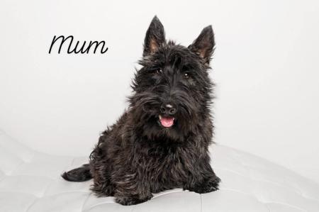 Scottish Terrier for sale by WEEHIGHLANDR