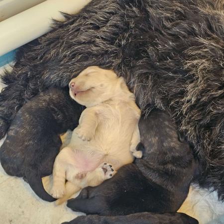 Scottish Terrier for sale by WEEHIGHLANDR