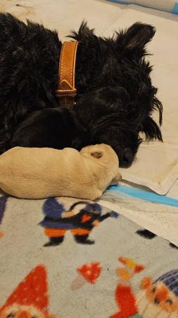Scottish Terrier for sale by WEEHIGHLANDR