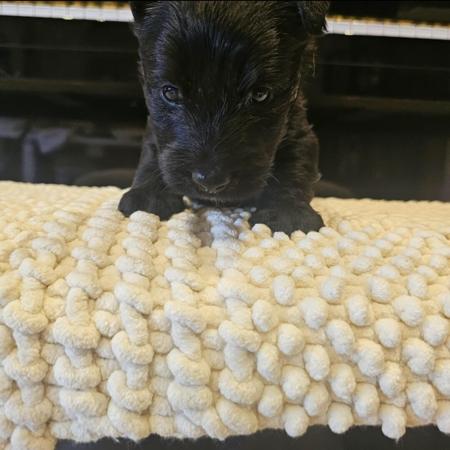 Scottish Terrier for sale by WEEHIGHLANDR
